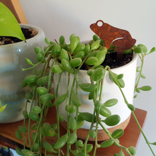 Load image into Gallery viewer, Frog Pot Plant Stake