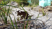 Load image into Gallery viewer, Mini Tasmanian Devil Garden Art
